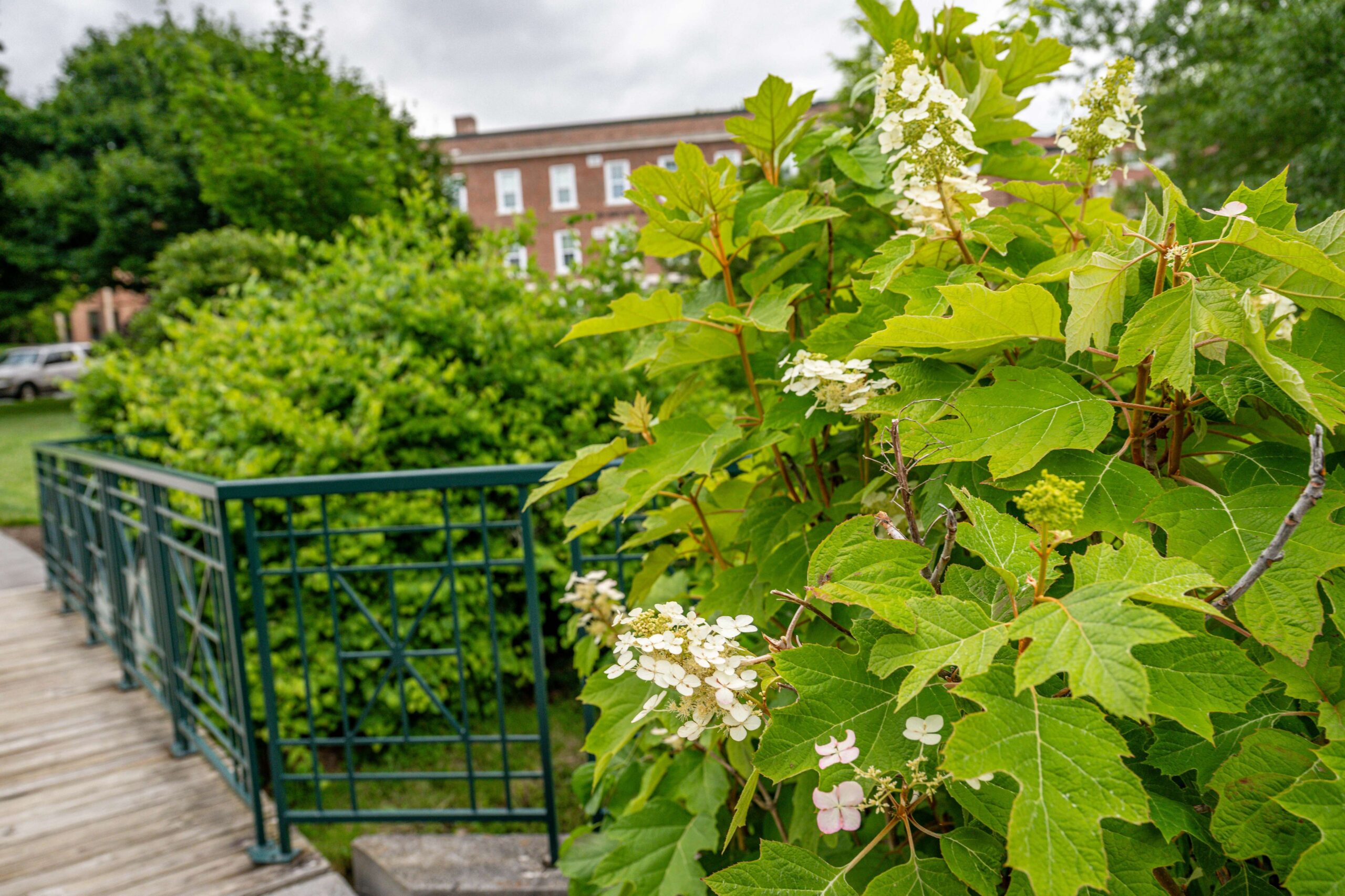 oakleaf hydrangea blooming beside outdoor walkway scaled